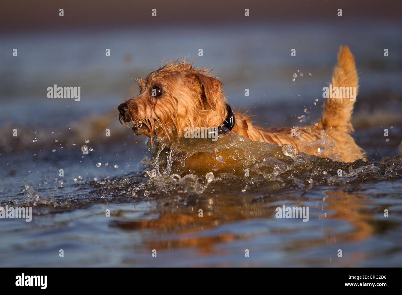 Do Norfolk Terriers Like To Swim