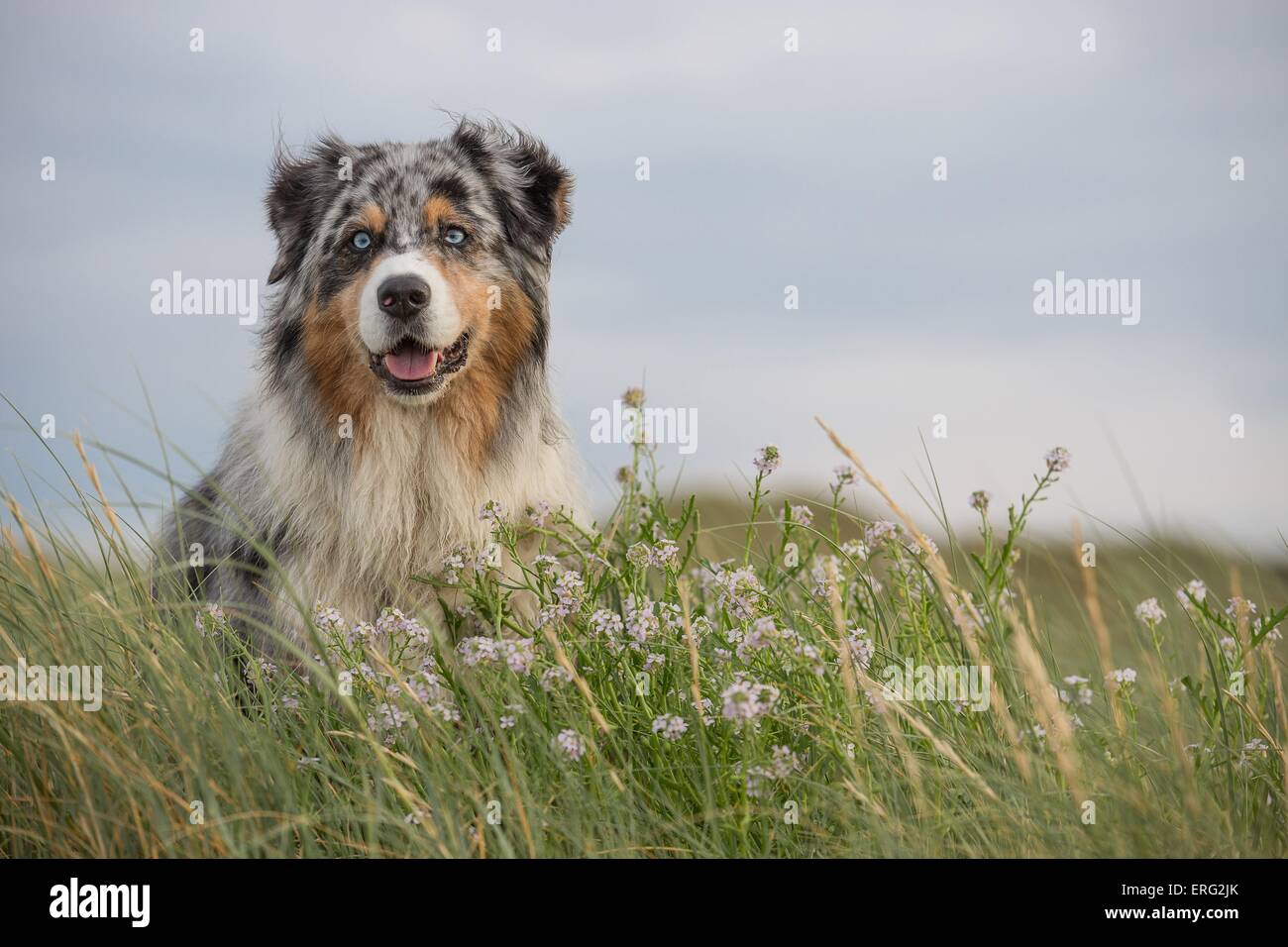 Australian Shepherd Portrait Stock Photo - Alamy