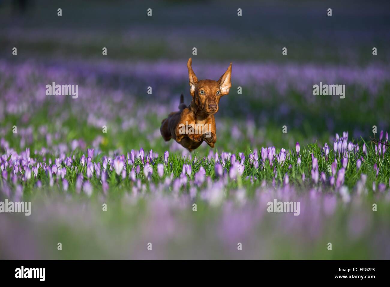 jumping Rabbit Dachshund Stock Photo - Alamy