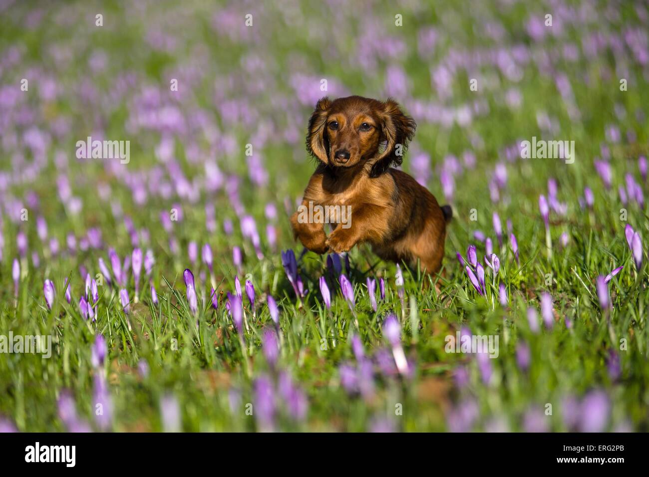 running Rabbit Dachshund Stock Photo - Alamy