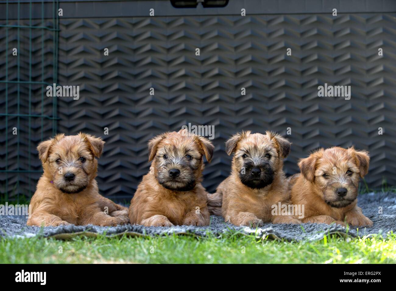 Irish Soft Coated Wheaten Terrier Puppies Stock Photo - Alamy