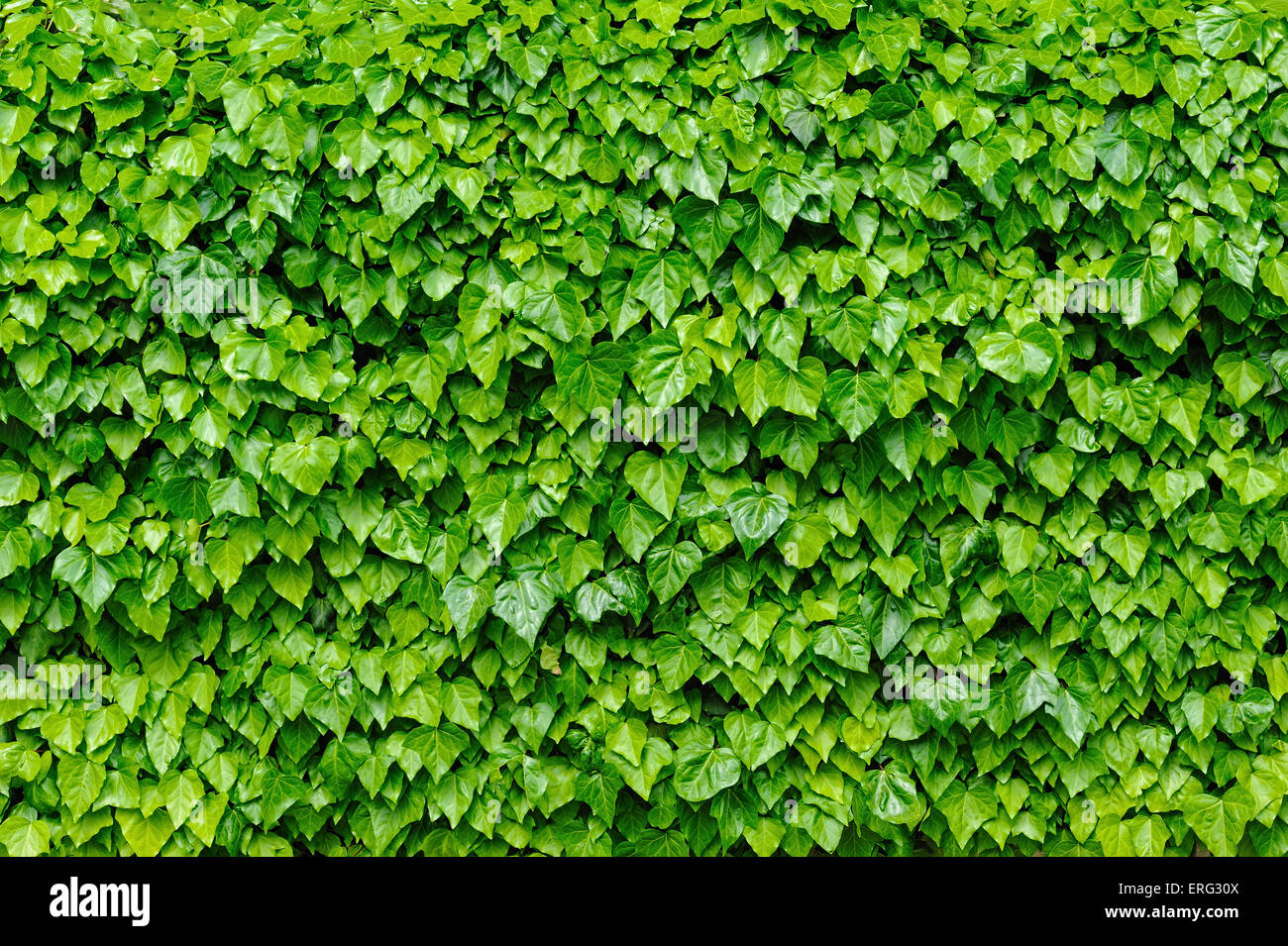 Green ivy leaves background Stock Photo