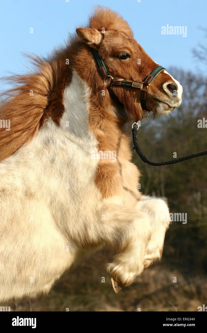 Shetland Rearing Mini Shetlandpony Stock Photos & Mini Shetlandpony Stock Images - Alamy