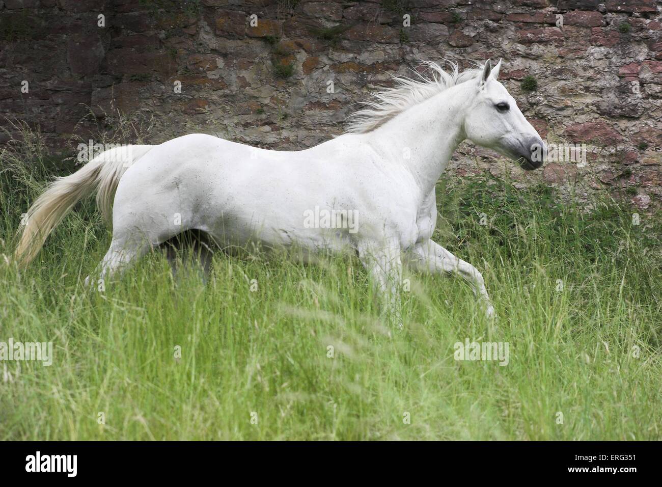 Side view lateral quarter horse quarter horses hires stock photography
