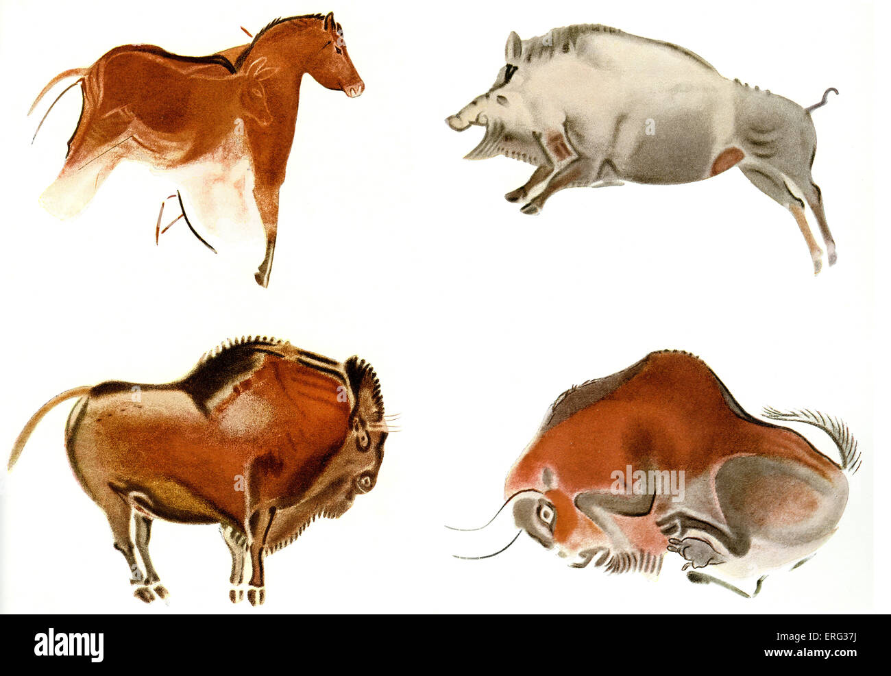 Cave paintings in northern Spain including a boar, wild horse and two charging bison . Altamira (Spanish for 'high view') is a Stock Photo
