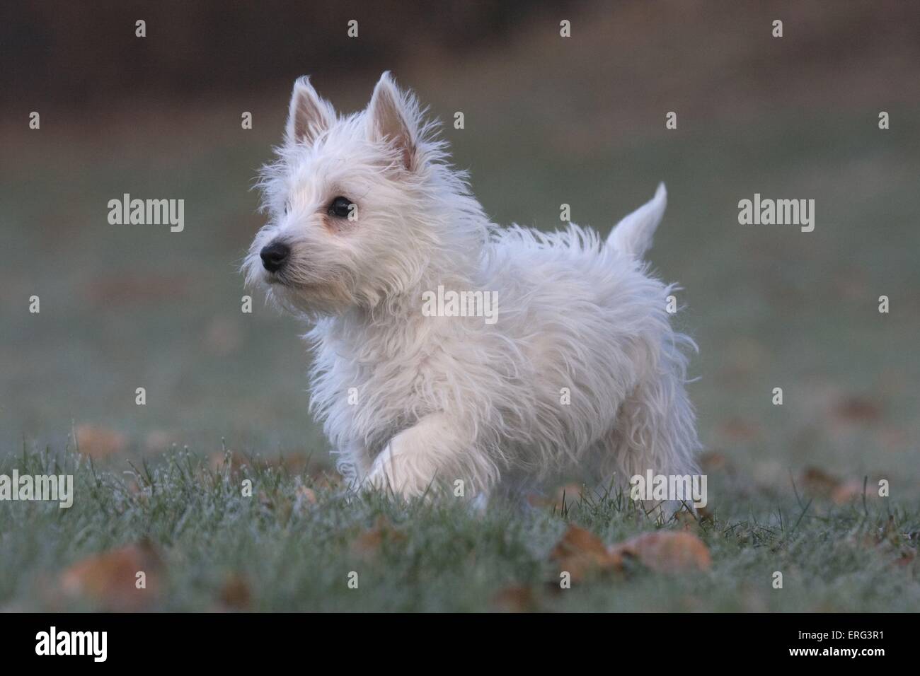 Purebred Westie Puppy High Resolution Stock Photography and Images - Alamy