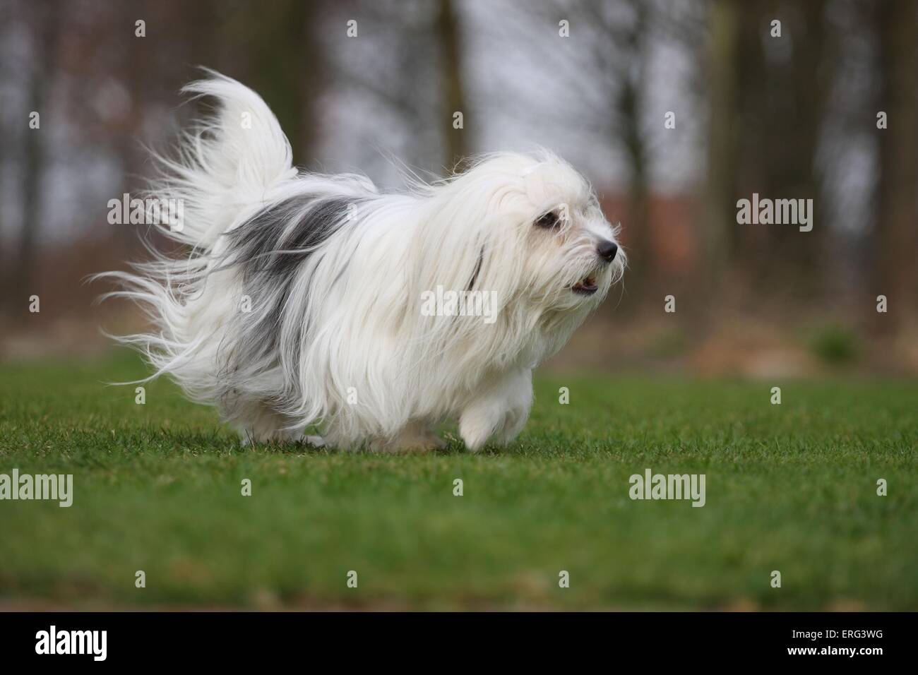 walking Coton de Tulear Stock Photo Alamy