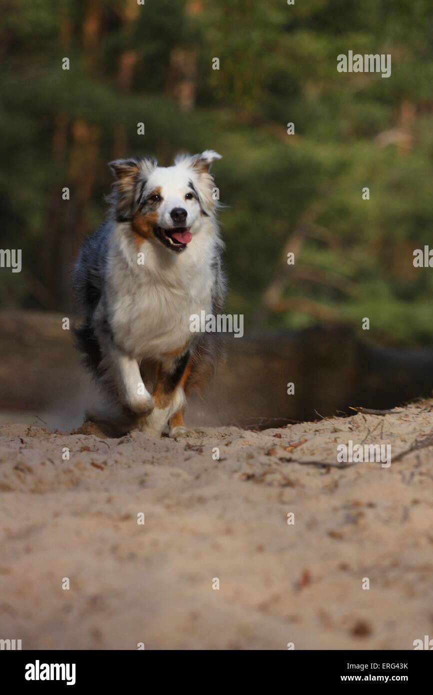 running Australian Shepherd Stock Photo Alamy