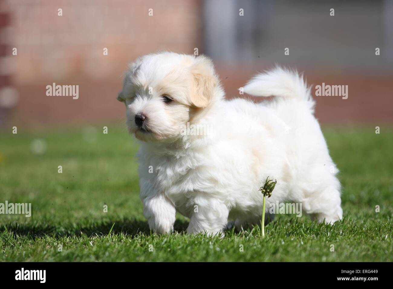 Coton de Tulear Puppy Stock Photo Alamy