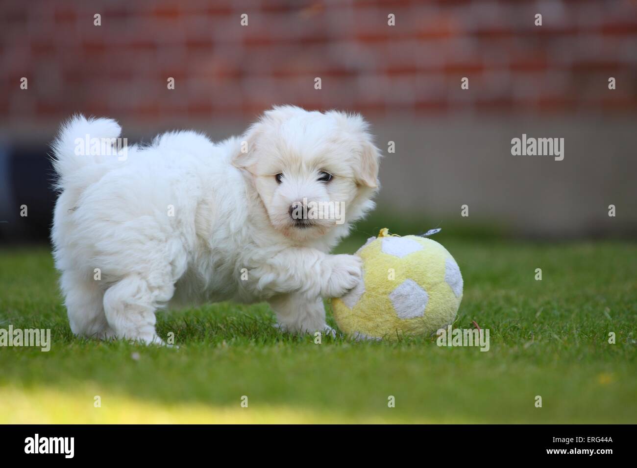 Coton de Tulear Puppy Stock Photo Alamy