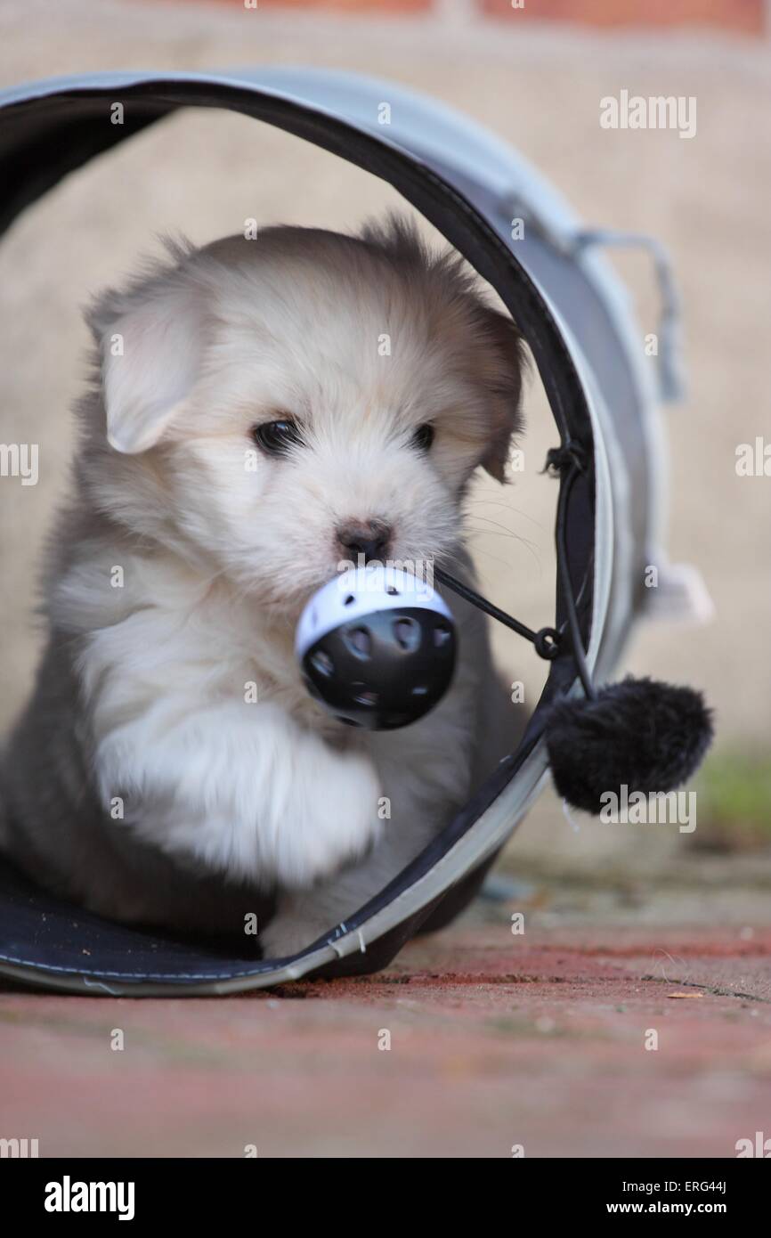 Coton de Tulear Puppy Stock Photo Alamy