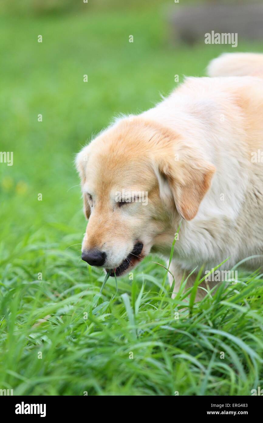 why do golden retrievers eat grass