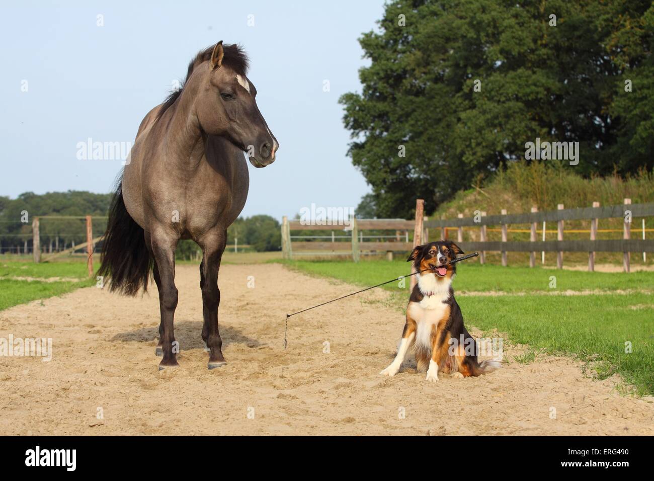 dog and horse Stock Photo Alamy