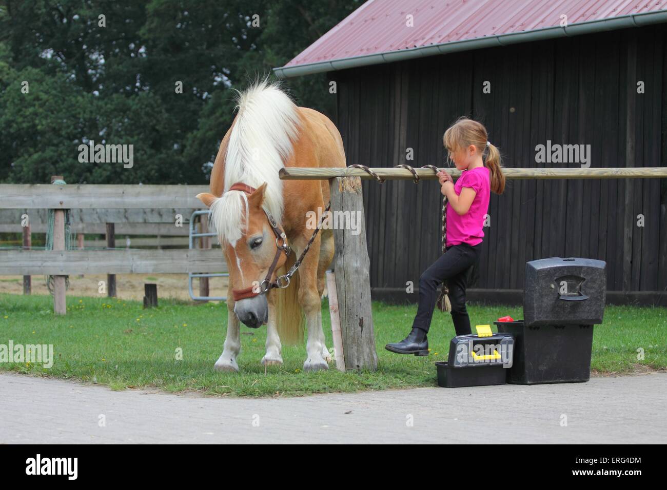 girl with haflinger horse Stock Photo