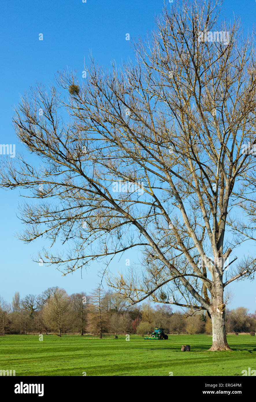 A specimen tree on Marsh Meadows Henlley-on-Thames in the Chiltern Hills Stock Photo