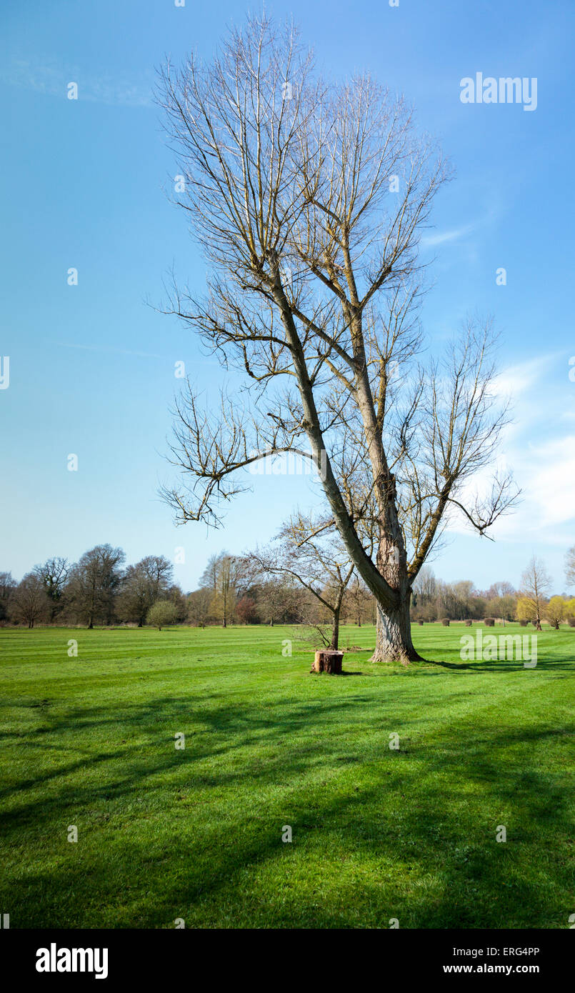 A specimen tree on Marsh Meadows Henley-on-Thames in the Chiltern Hills Stock Photo