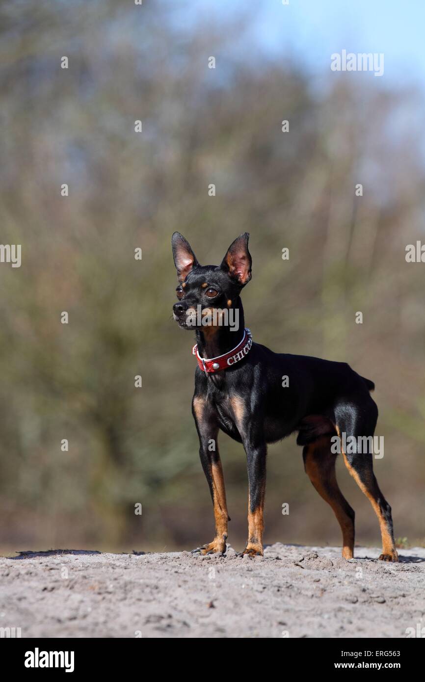 Prague Ratter Side View Prague Rattler High Resolution Stock Photography and Images - Alamy