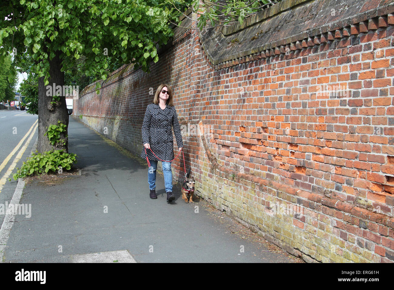 Woman wearing sunglasses walking small dog (Australian Terrier) along a street beside old wall Stock Photo