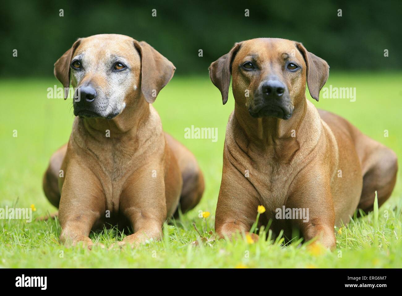 Seniour Rhodesian Ridgeback Rhodesian Ridgeback Senior Stock Photo - Alamy