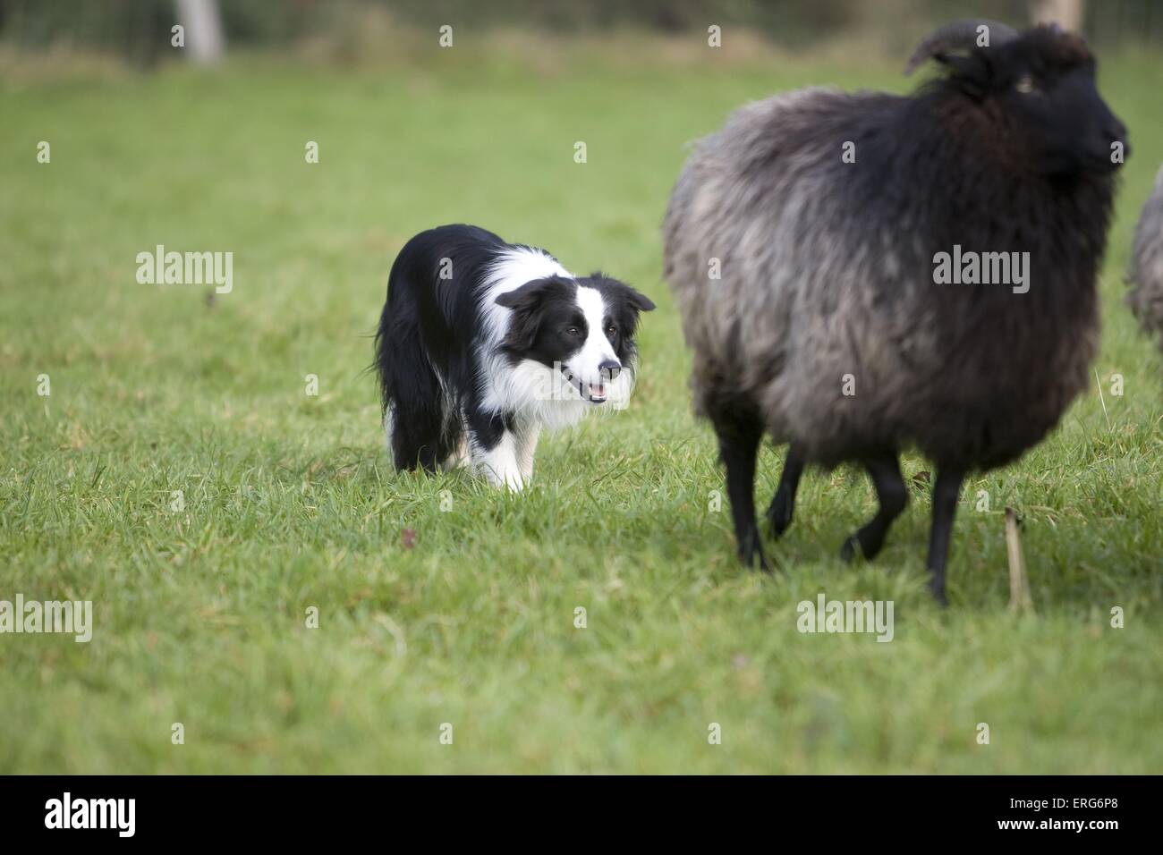 herding Border Collie Stock Photo