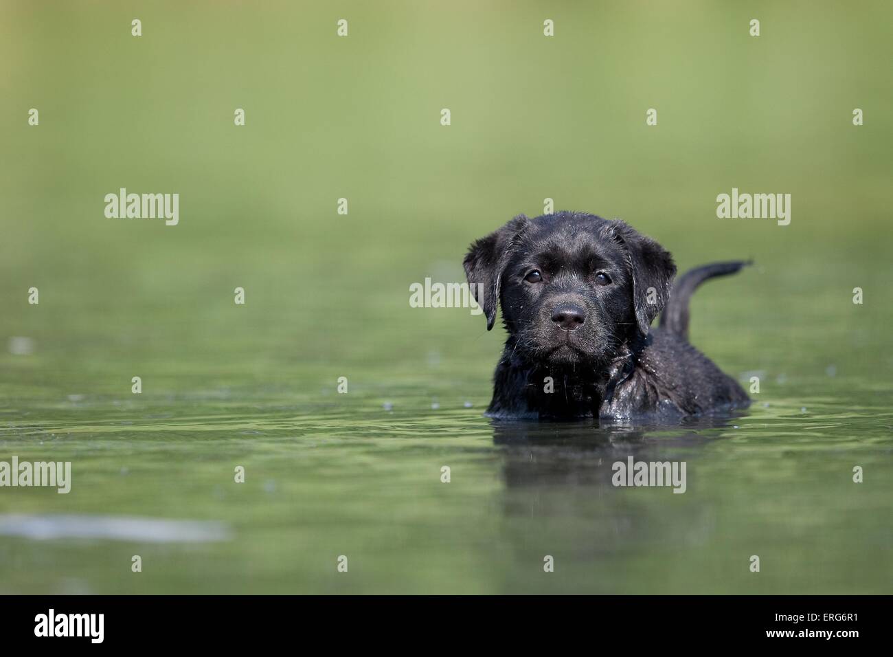bathing Labrador Puppy Stock Photo Alamy