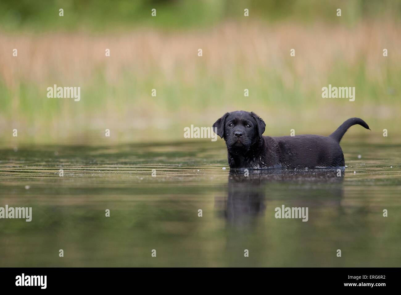 bathing Labrador Puppy Stock Photo Alamy