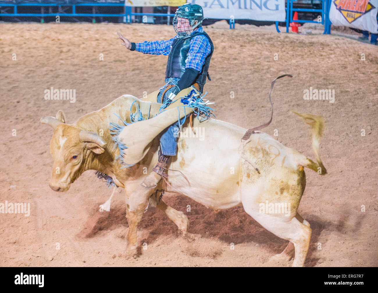 Cowboy Participating in a Bull riding Competition at the Helldorado ...