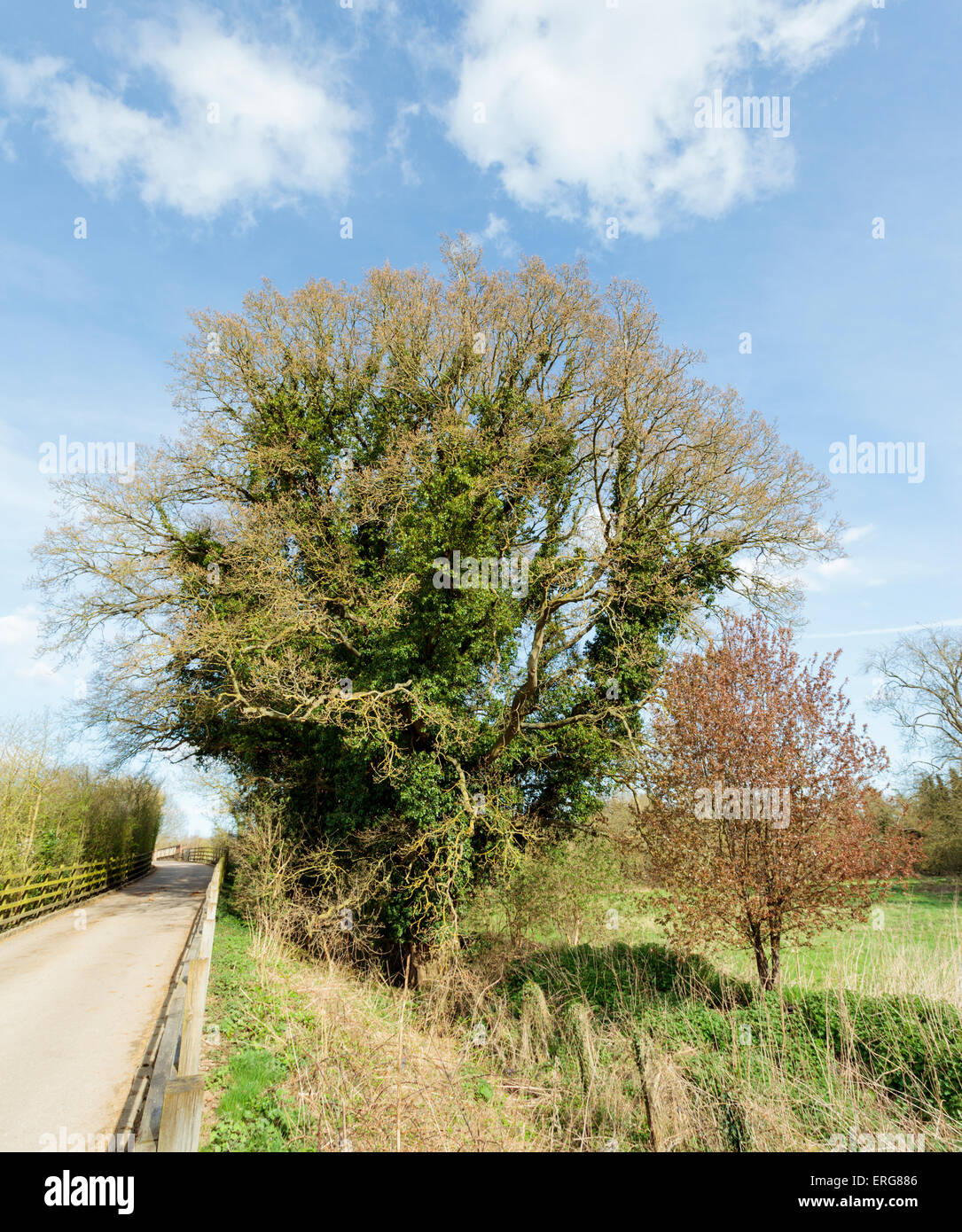 Magnificent old Oak tree in the Chiltern Hills beside a country lane Stock Photo