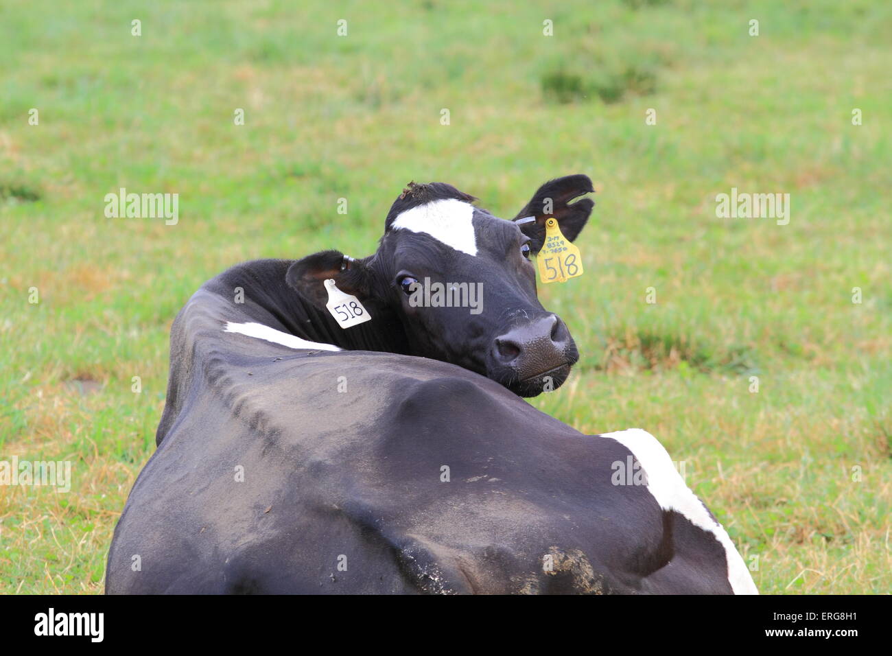 Dairy Cow with Ear Tags looking back at Camera Stock Photo Alamy