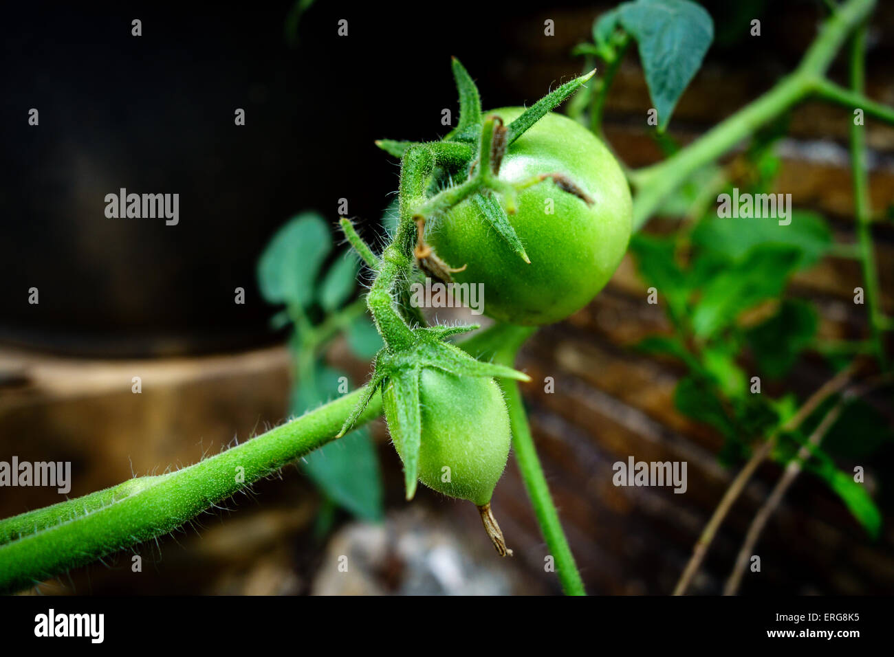 Green young tomatoes Stock Photo