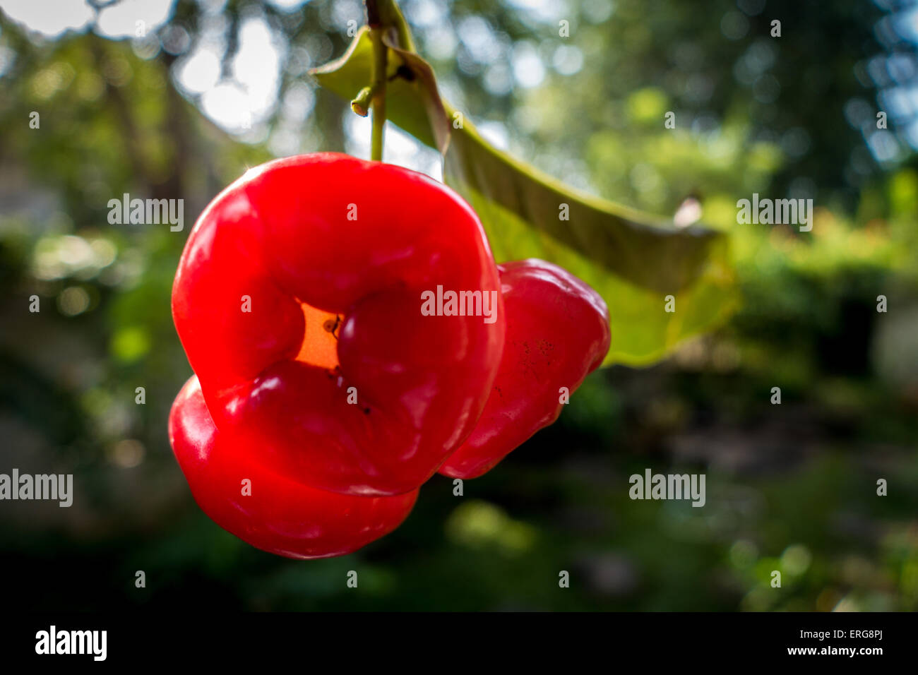 Rose apple fruit hanging in the three Stock Photo
