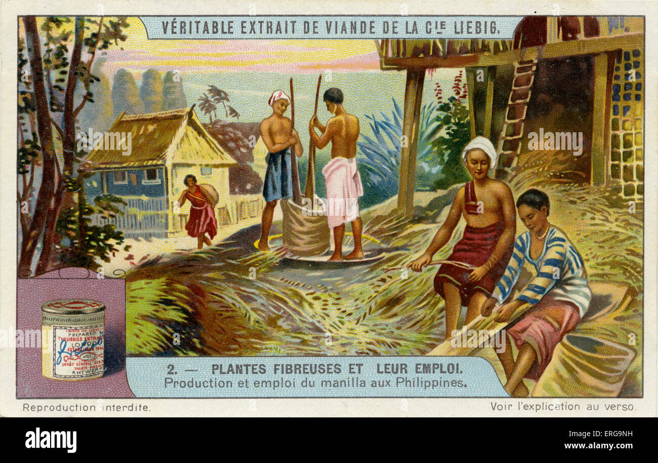 Use of Plant Fibre - production of manila hemp in the Philippines. From Liebig series: Plantes Fibreuses et leur emploi. 1910, Stock Photo