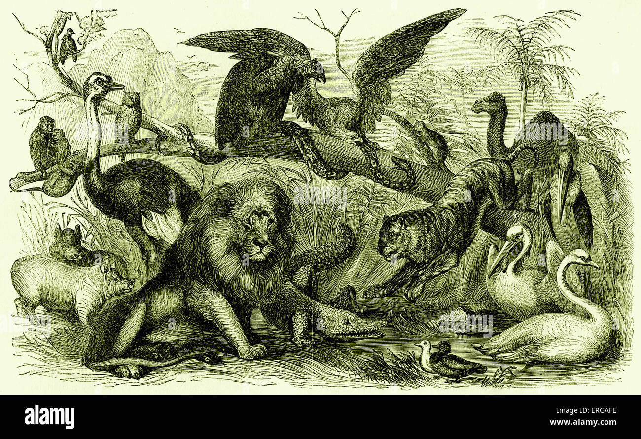 Animals forbidden to be eaten by Israelites. (camel, coney, hare, swine, eagle, ossifrage, ospray, vulture, raven, owl, night Stock Photo