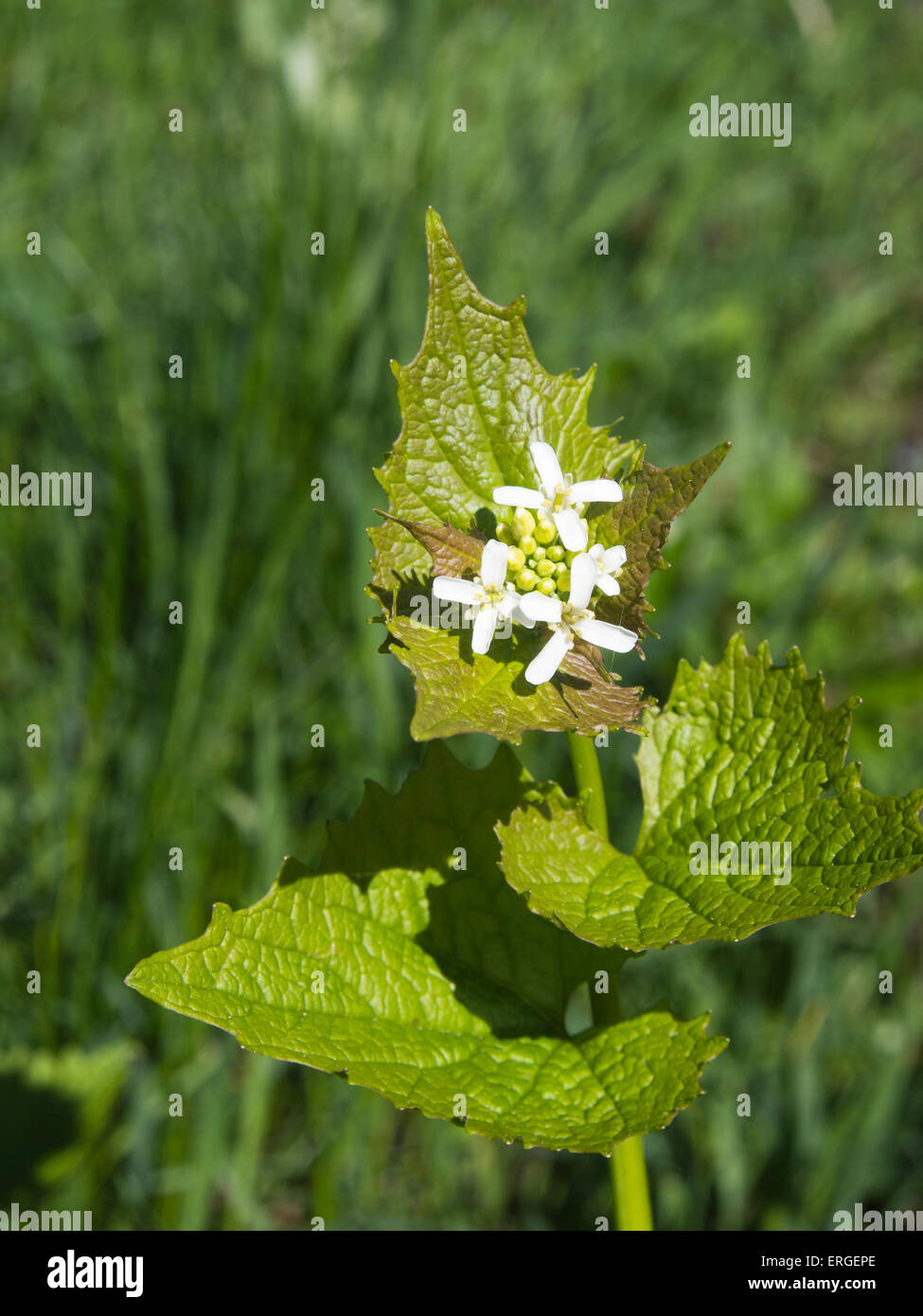 Close up of green foliage and white flowers, Alliaria petiolata, Garlic Mustard Stock Photo