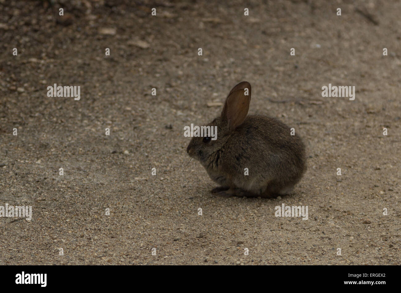 Baby bunny rabbit, Sylvilagus bachmani, wild brush rabbit on a hiking