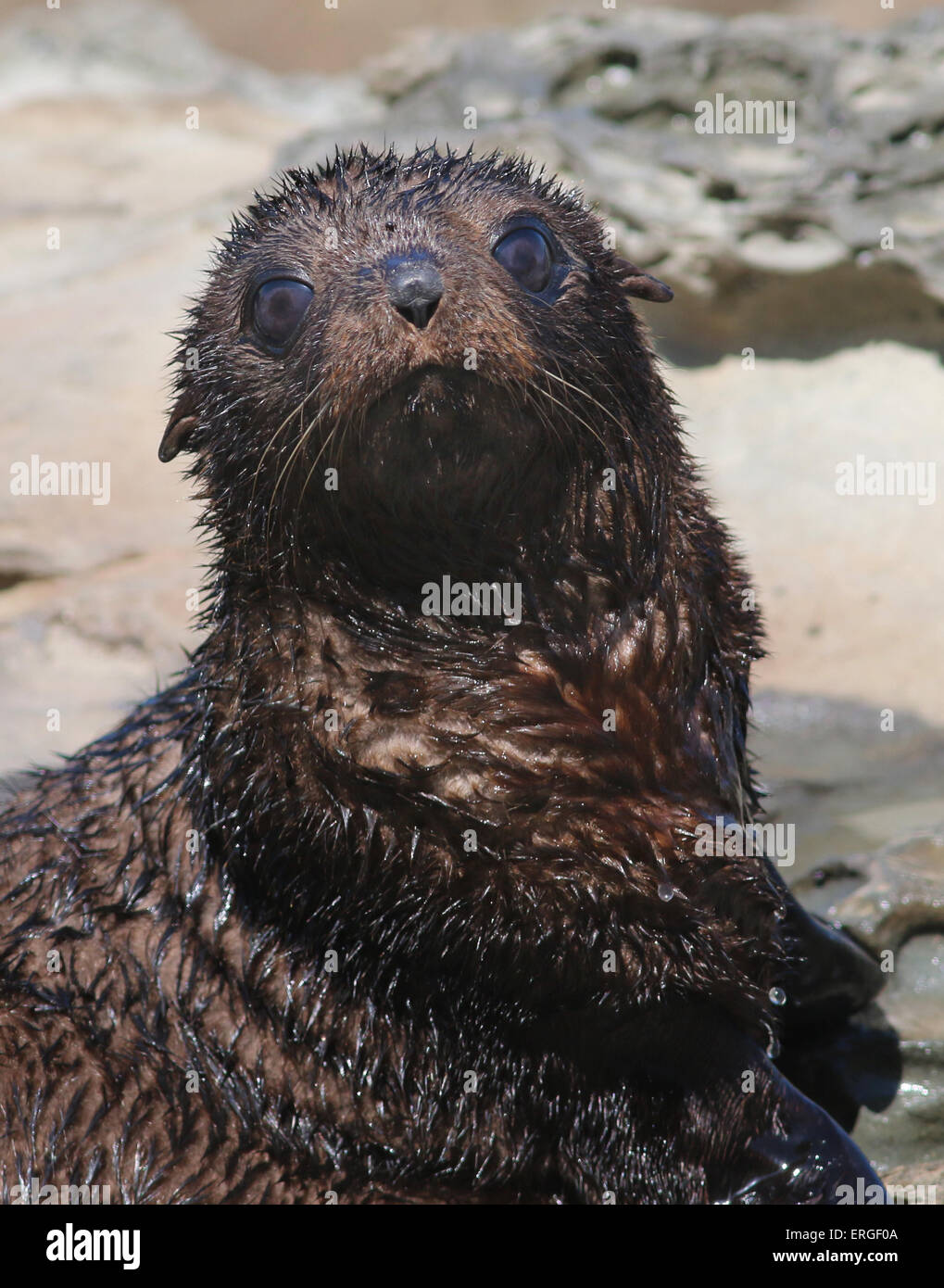 baby New Zealand fur seal southern fur seal Kaikoura New Zealand Stock