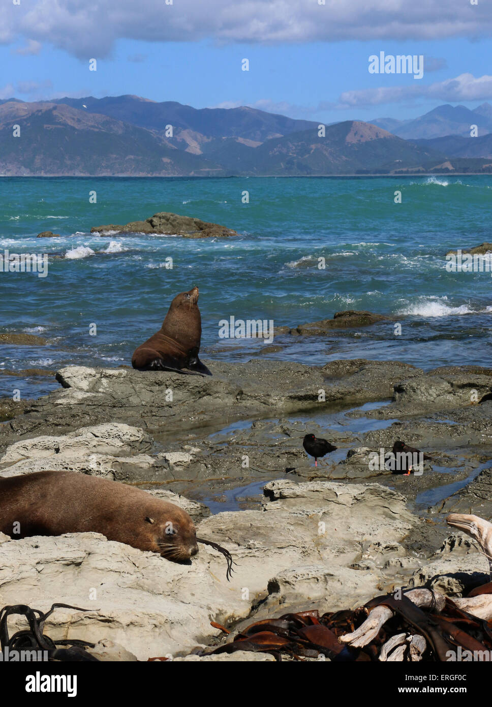 New Zealand fur seal southern fur seal Kaikoura coast New Zealand Stock