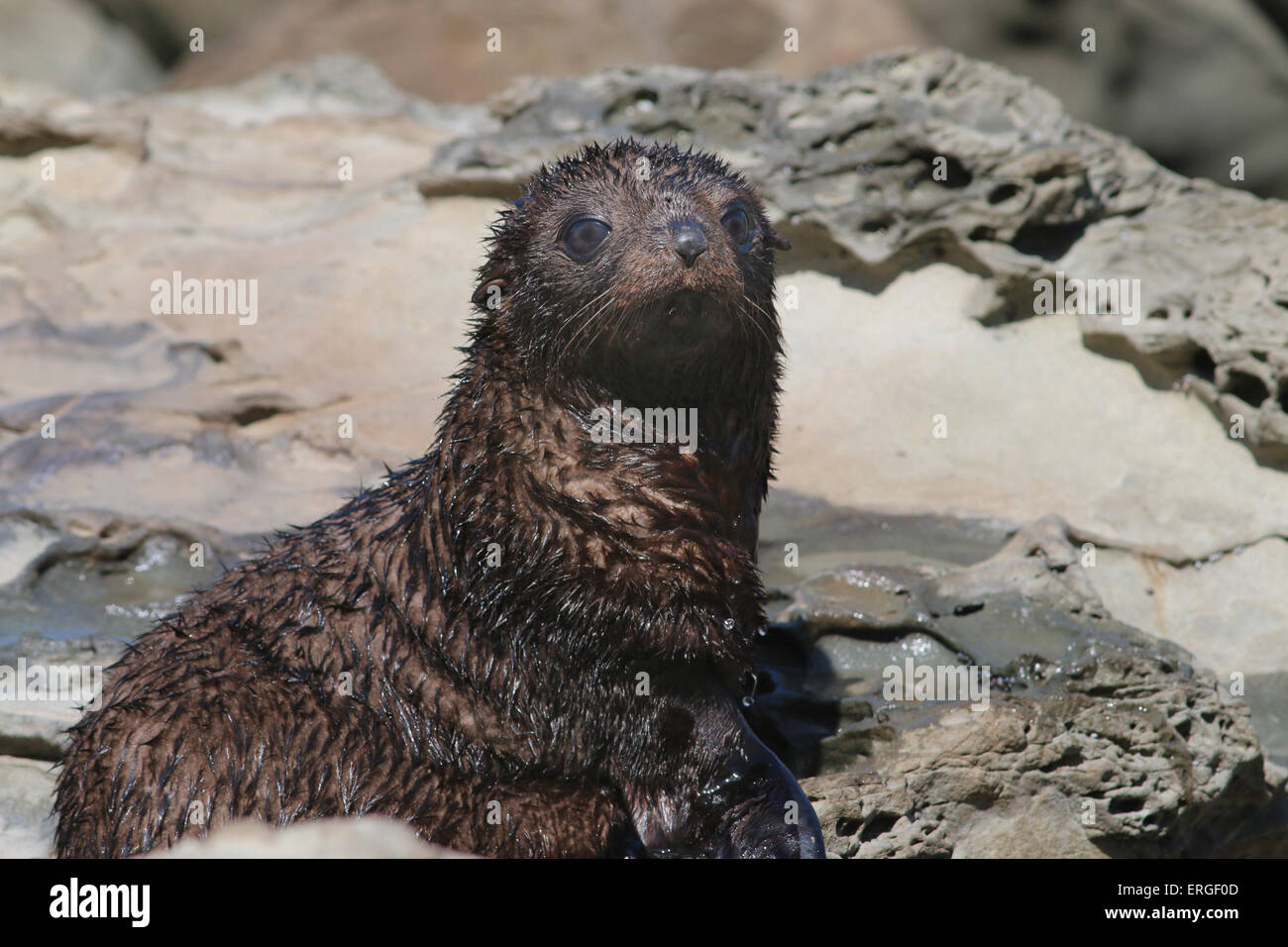 baby New Zealand fur seal southern fur seal Kaikoura New Zealand Stock