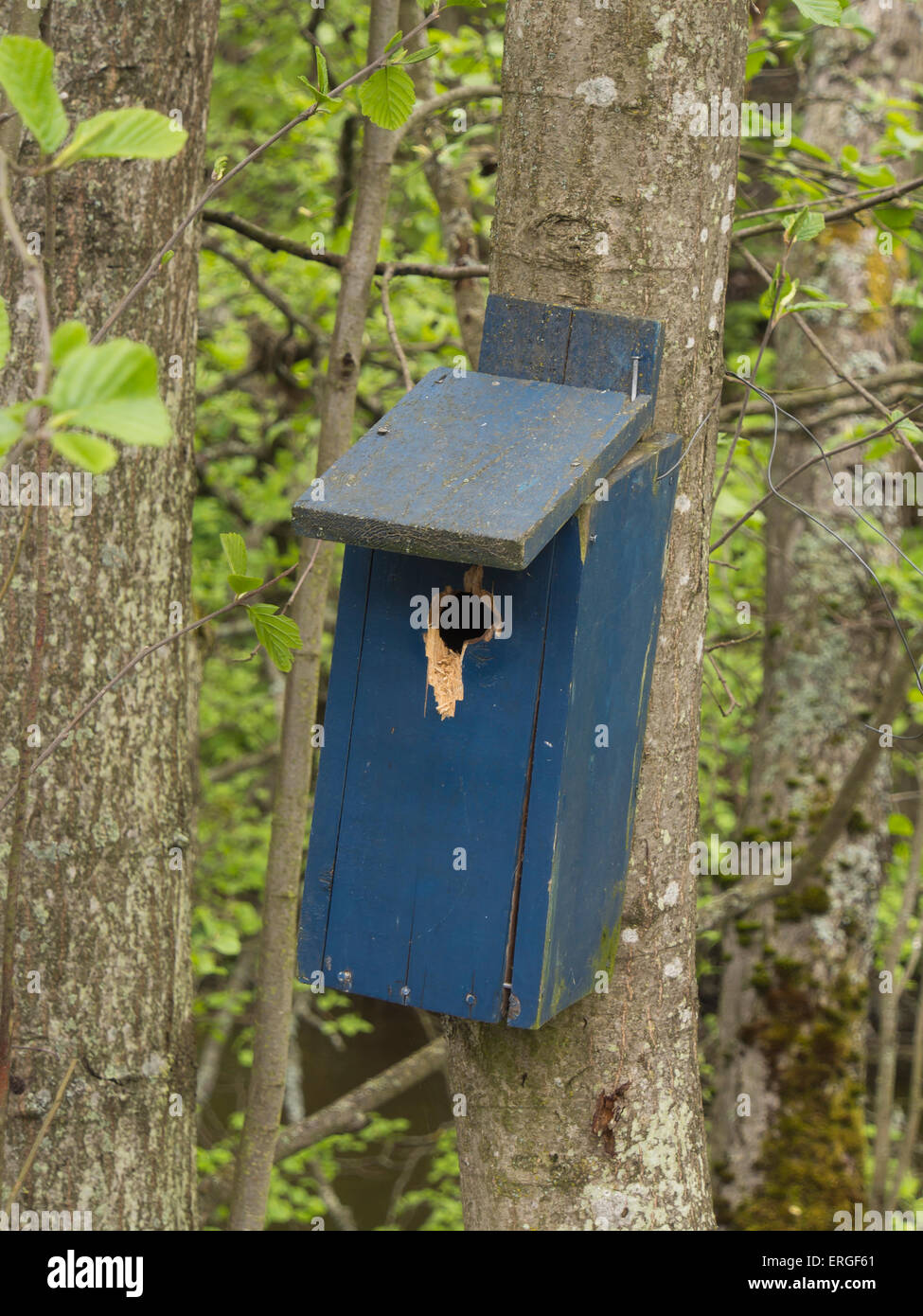 Blue bird house on a tree trunk with clear marks of a woodpecker attack