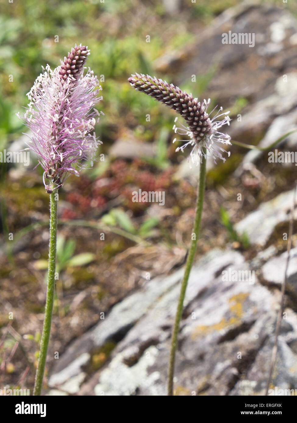 Plantago media, hoary plantain, traditionally a medicinal plant has delicate white to purple flower, should be admired close up, Oslo Norway Stock Photo