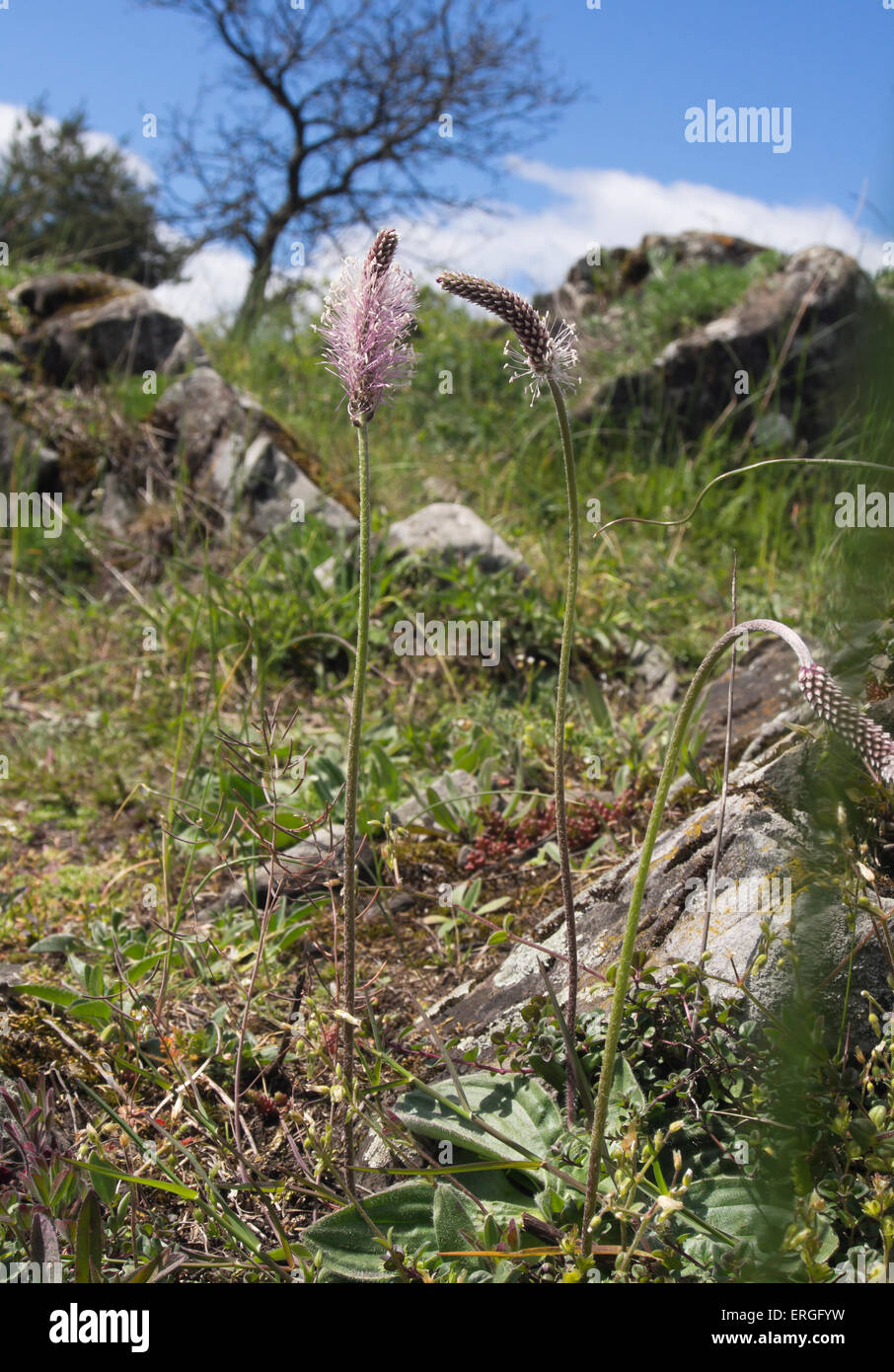 Plantago media, hoary plantain, traditionally a medicinal plant has delicate white to purple flower, should be admired close up, Oslo Norway Stock Photo