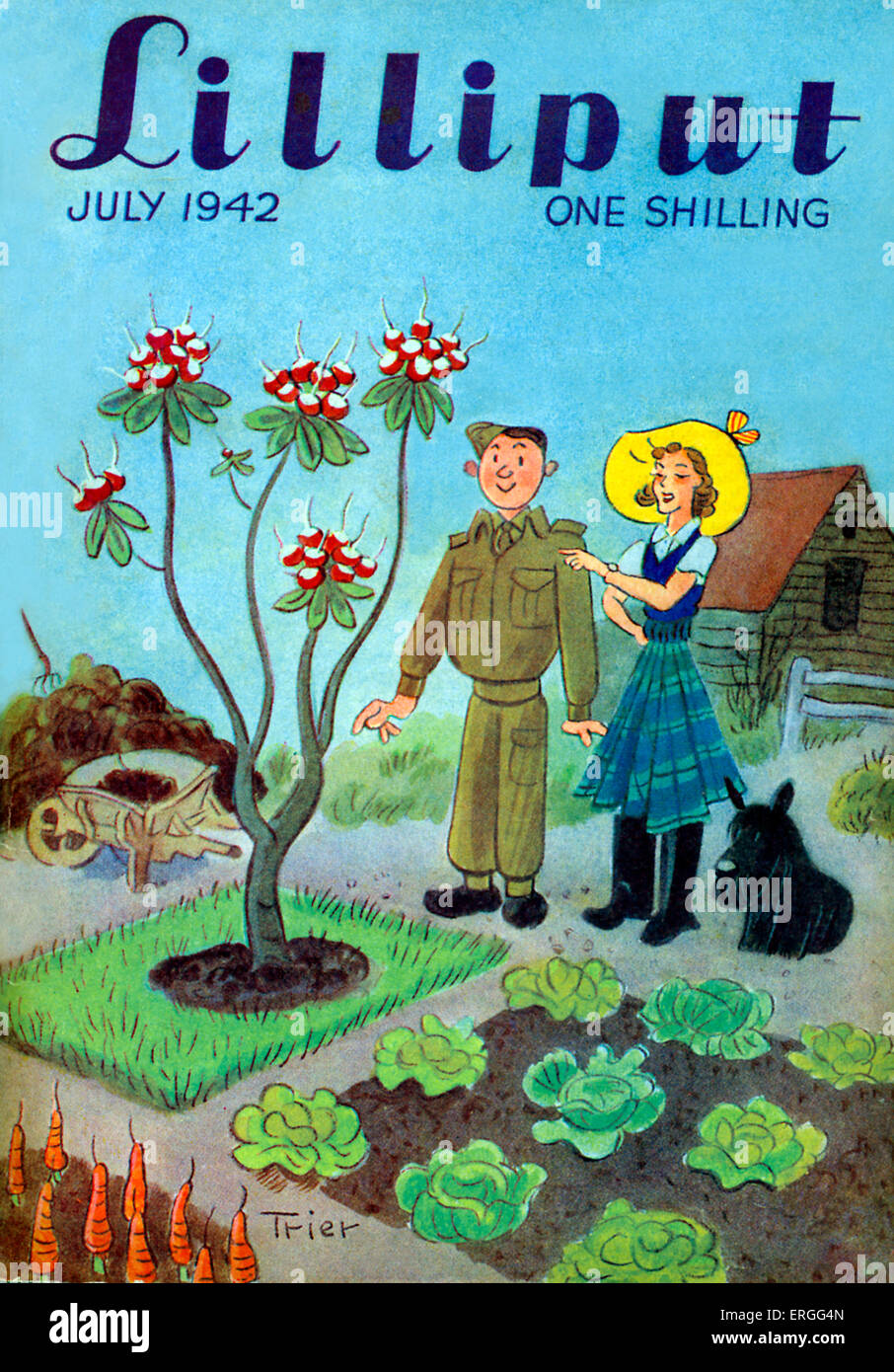 Lilliput (magazine) - front cover.July 1942. World War 2 illustration from forces magazine. Wife shows soldier husband on leave that she is growing raddishes on a tree, also lettuce patch and carrots. Gardens turned over from flowers to vegetable production as supply lines were cut off to Britain as this point in World War II. Stock Photo