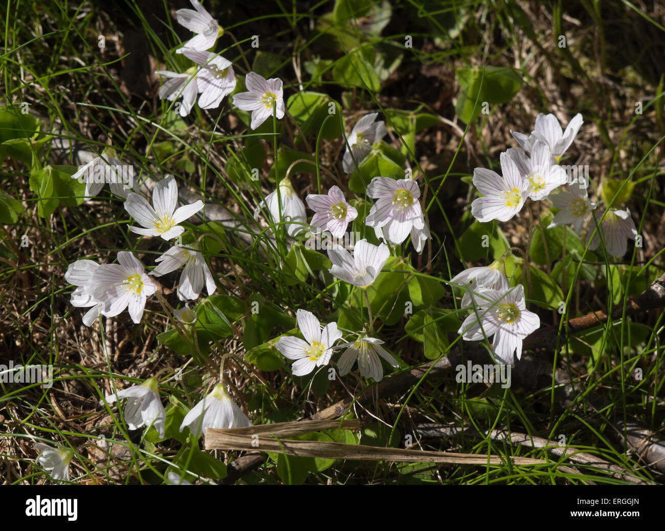 Common wood sorrel, Oxalis acetosella, a welcome sight in the Norwegian forest in springtime, Nordmarka Oslo Norway Stock Photo