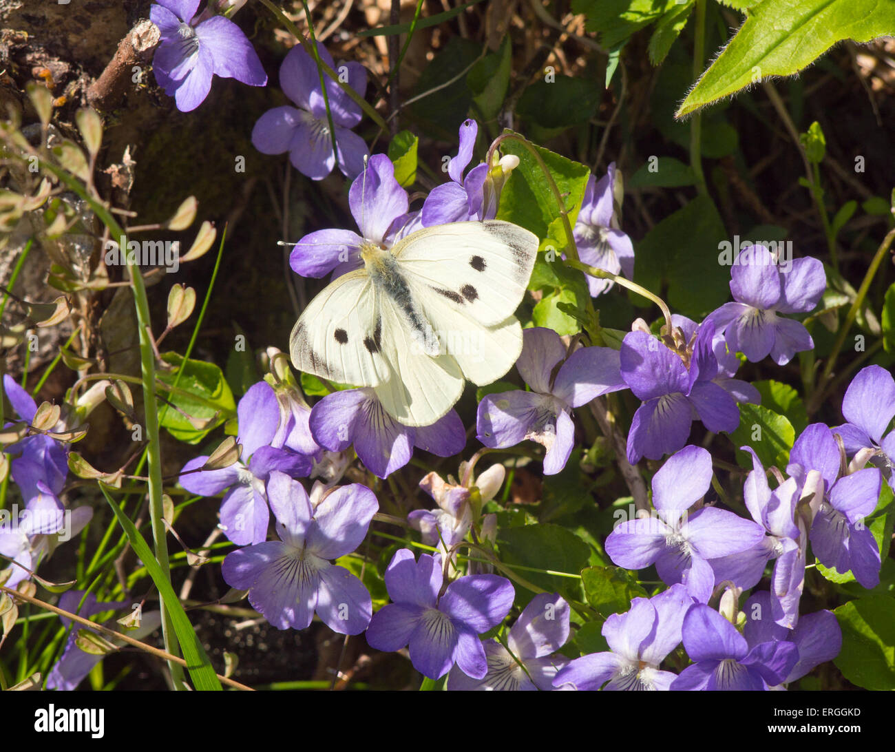 Cabbage butterfly, large white, Pieris brassicae, feasting on the common dog-violet in a Norwegian forest Stock Photo