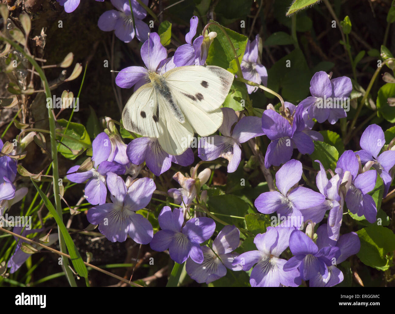 Cabbage butterfly, large white, Pieris brassicae, feasting on the common dog-violet in a Norwegian forest Stock Photo