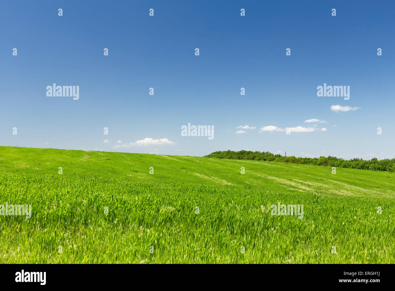 Wheat field on a background of the blue sky Stock Photo - Alamy