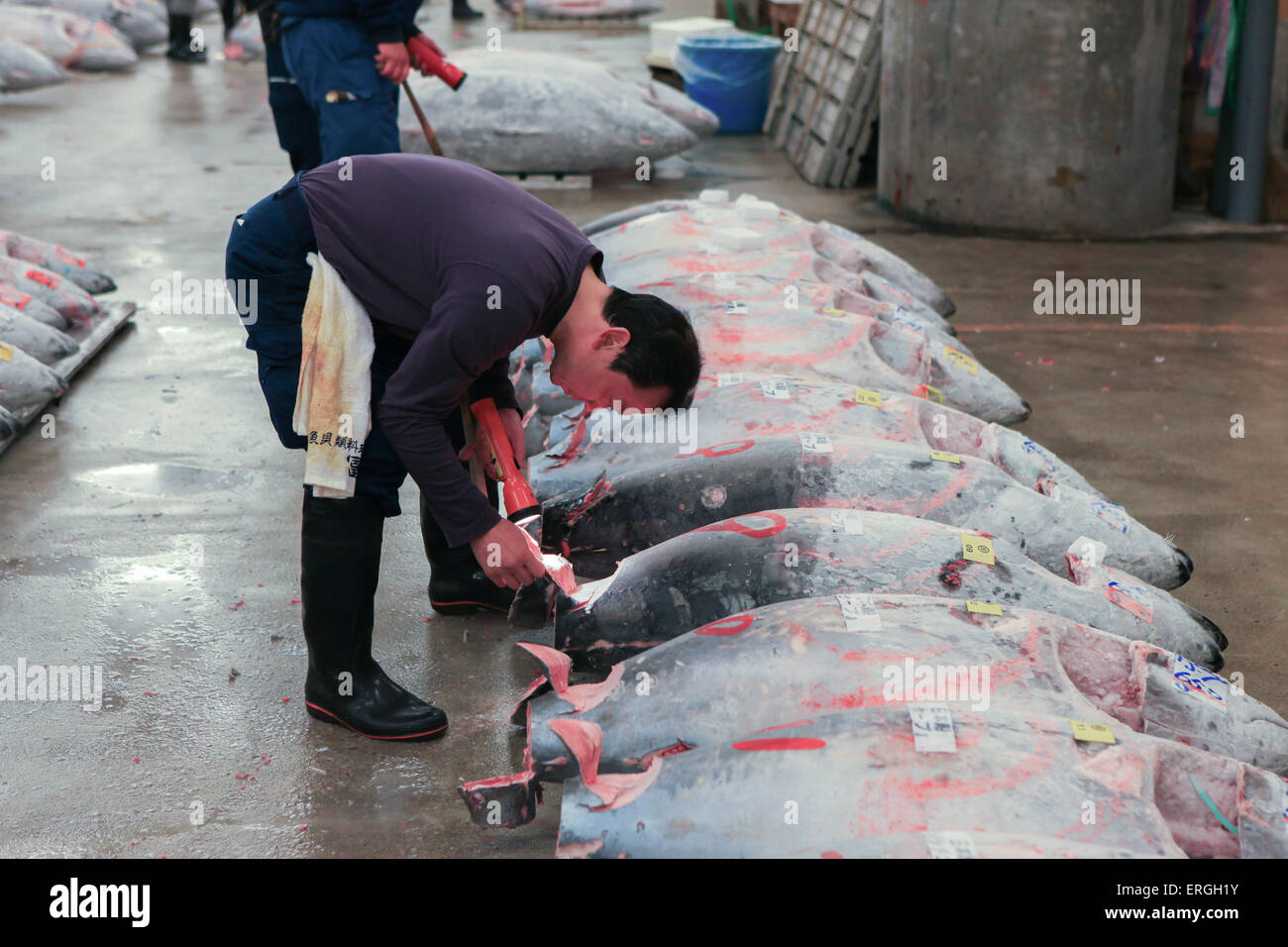 Famous Tuna auction at Tsukiji fish market. Tsukiji is the biggest fish market in the world. Stock Photo