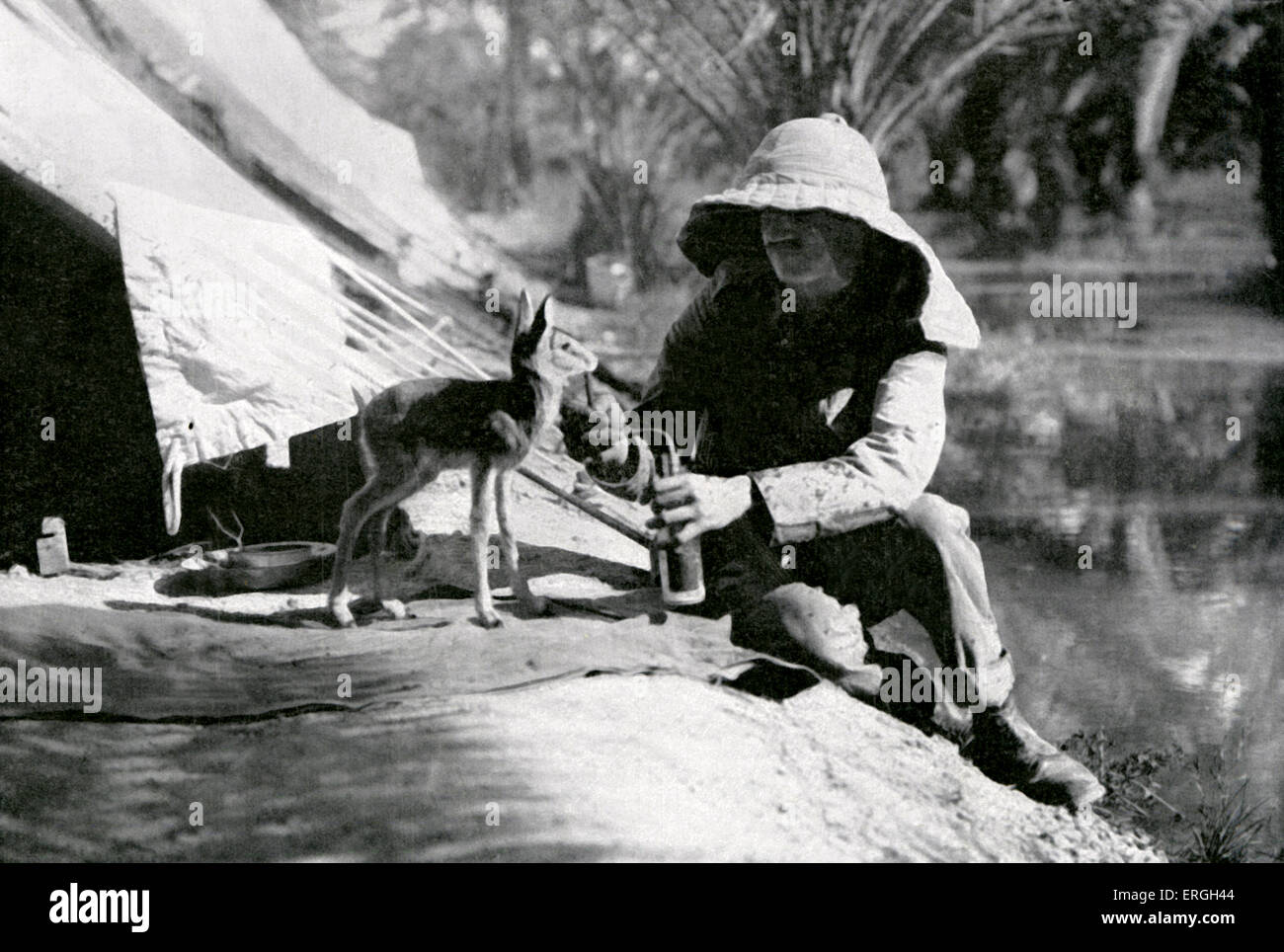 British soldier feeding a gazelle in Mesopotamia during World War 1. 1916. Present day Iraq. Stock Photo