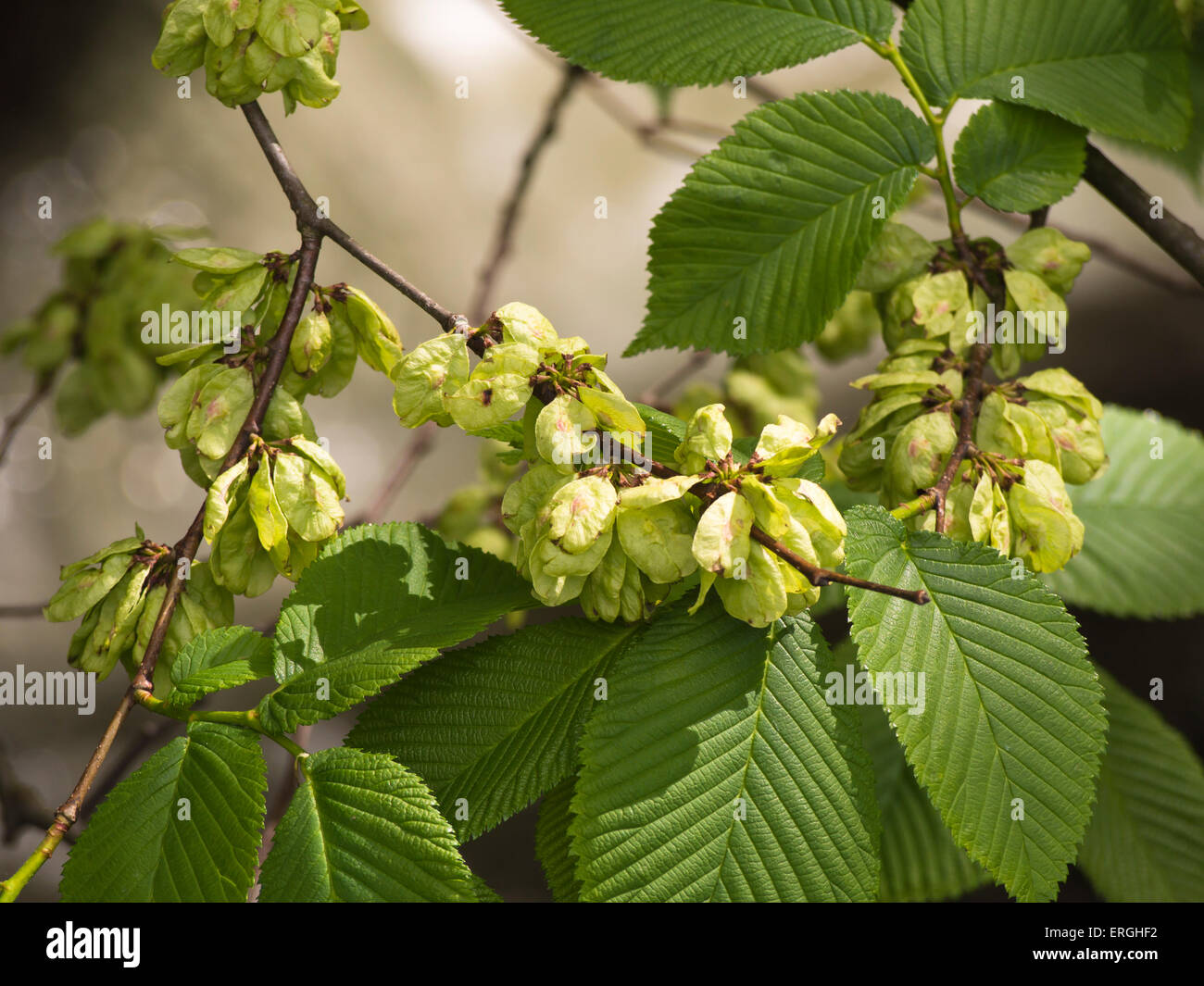 Elm Tree Fruit / English Elm Ulmus Procera British Trees Woodland Trust / The genus first appeared in the miocene geological period about 20 million years ago, originating in what is now central asia.