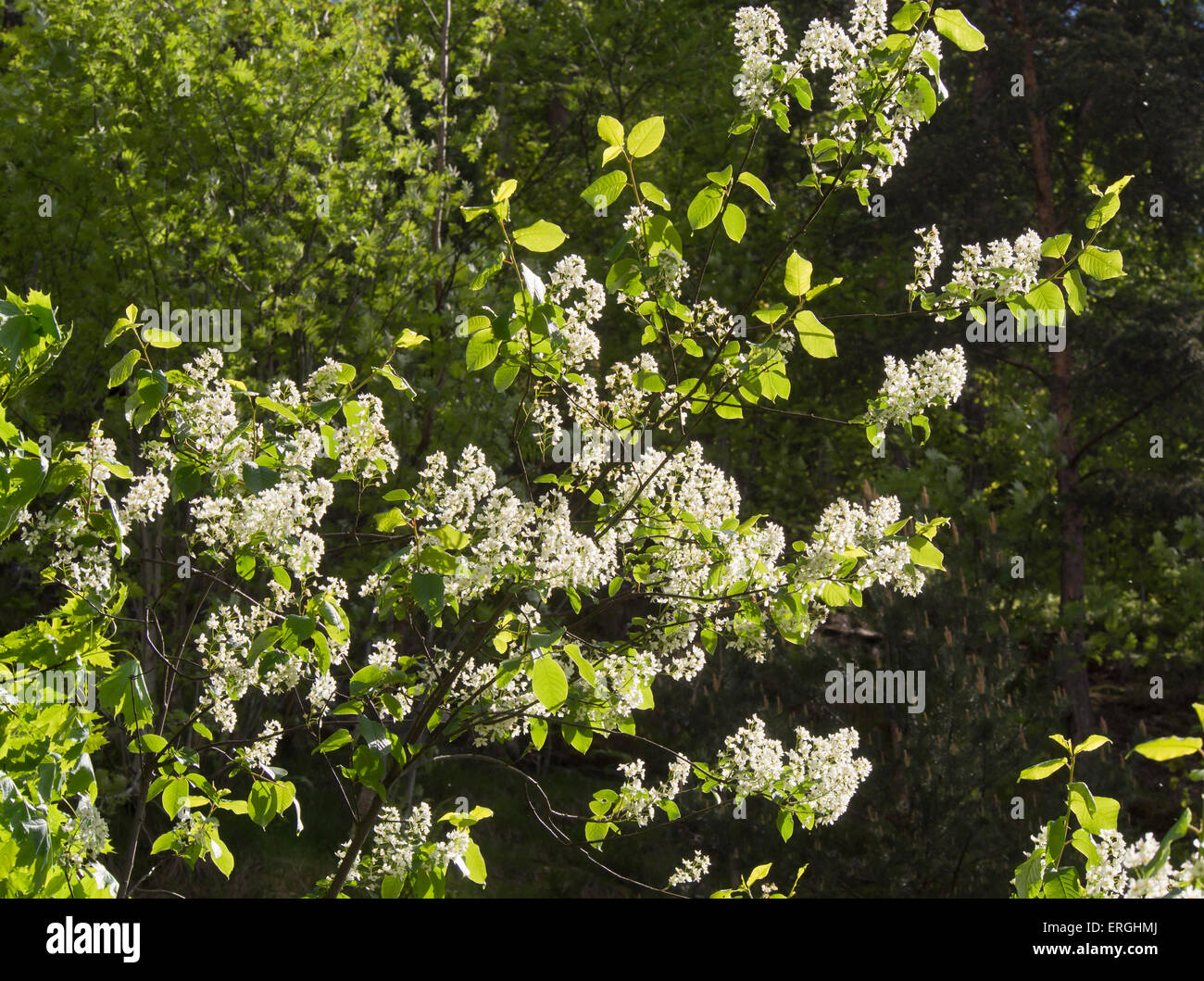 Prunus padus, Hackberry or European Bird Cherry, white flowers lace-like and scented in the spring sunlight Stock Photo